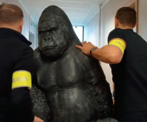 Skradziony goryl przejechał 50 km w bagażniku! Płocka policja odzyskała niezwykłą zdobycz