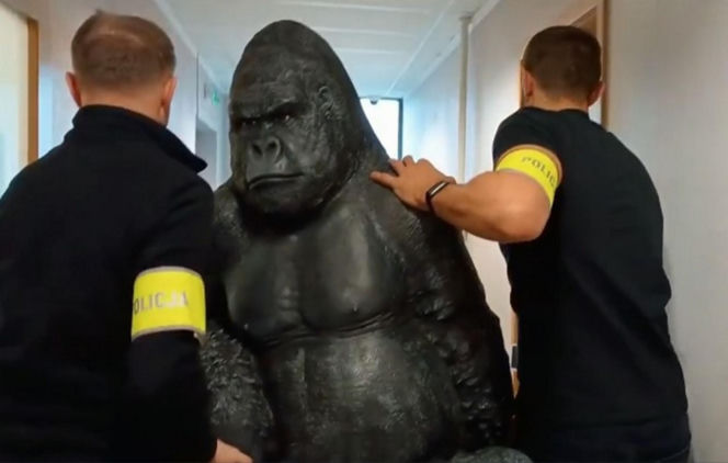 Skradziony goryl przejechał 50 km w bagażniku! Płocka policja odzyskała niezwykłą "zdobycz"