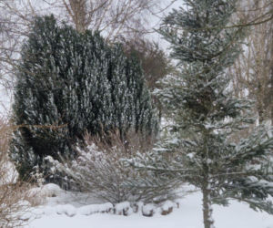 Atak zimy na wybrzeżu. Burze śnieżne, zasypane drogi i alerty IMGW