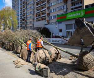 Nowe drzewa na alei Wojska Polskiego
