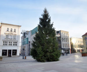 Bydgoszcz: Choinka z Borów Tucholskich stanęła na Starym Rynku