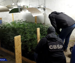 CBŚP zlikwidowało w Łódzkiem OGROMNĄ plantację marihuany