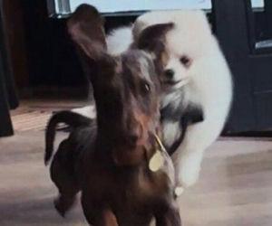 Wielkanoc u Przetakiewicz? To nie święta, to luksusowy bankiet!