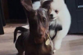 Wielkanoc u Przetakiewicz? To nie święta, to luksusowy bankiet!