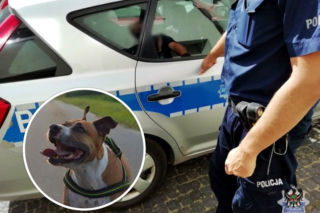 Horror w Boguszowie-Gorcach. Amstaff uciekł pijanej kobiecie i pogryzł dwie osoby 