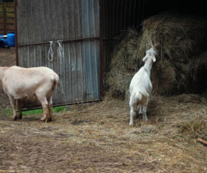 Marcin Różalski ratuje konie