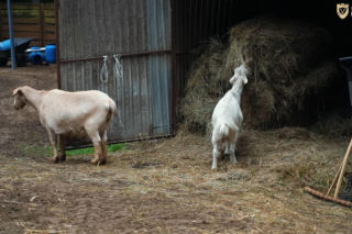 Marcin Różalski ratuje konie