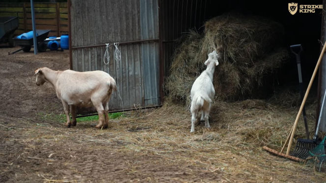 Marcin Różalski ratuje konie