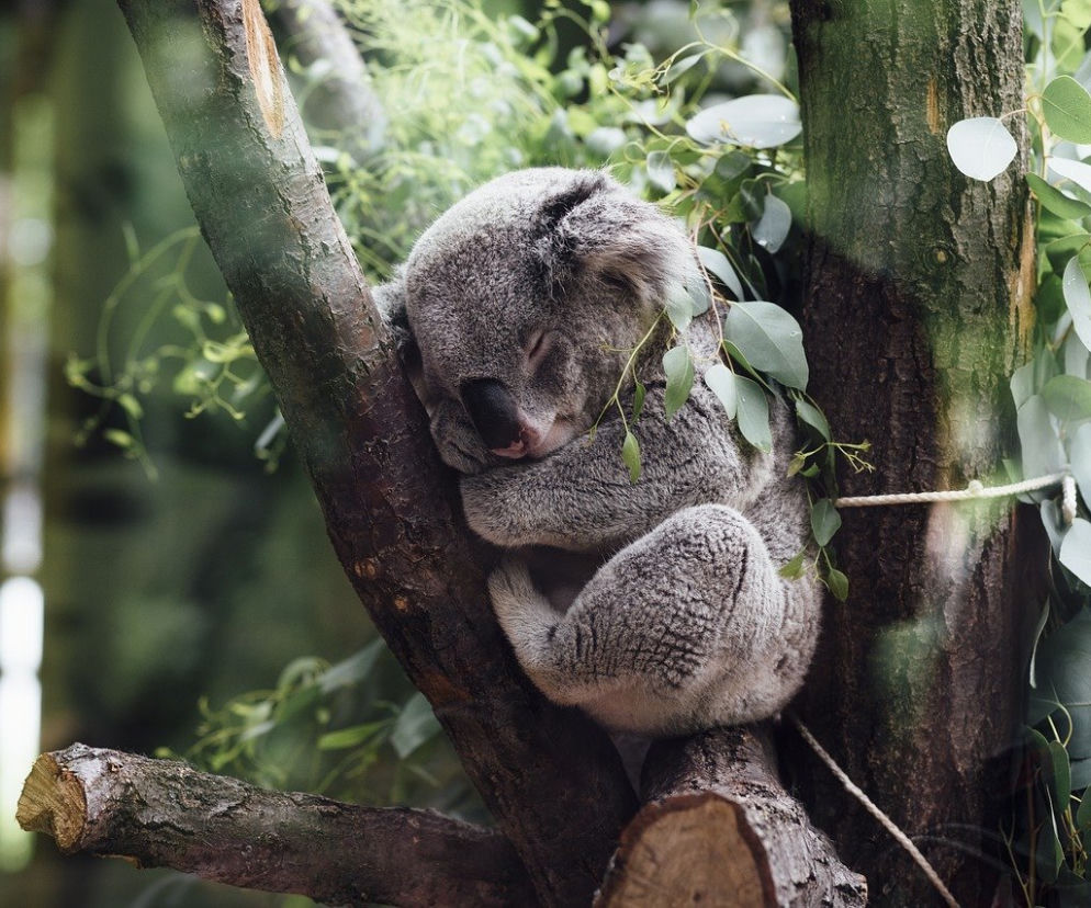 Koala