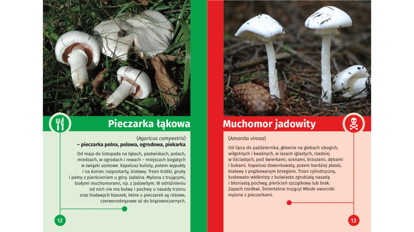 Trujące grzyby