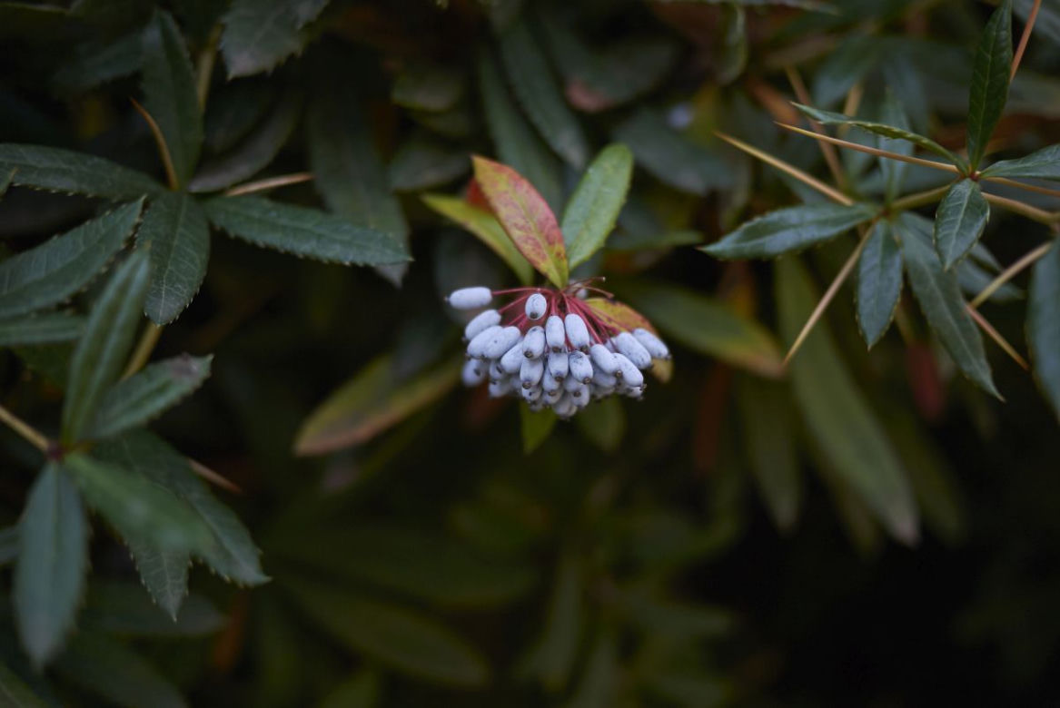 Berberys Julianny