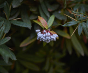 Berberys Julianny