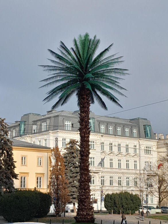 Odmieniona palma na rondzie de Gaulle'a w Warszawie