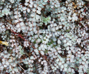 Acena Buchanana