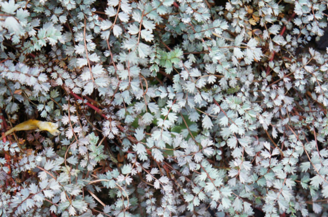 Acena Buchanana