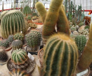 Palmiarnia w Gliwicach
