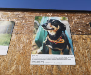 Zwierzaki z portretów czekają na adopcję