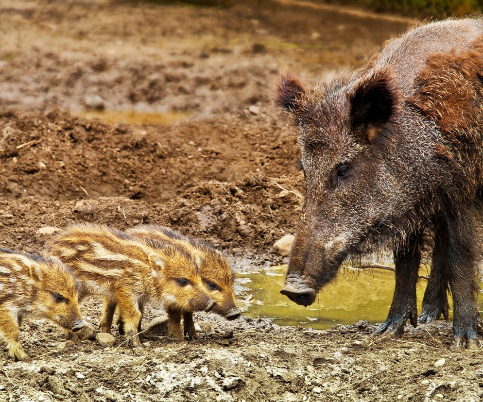 Odstrzał dzików na Lubelszczyźnie. Powód? Boją się ich... żołnierze