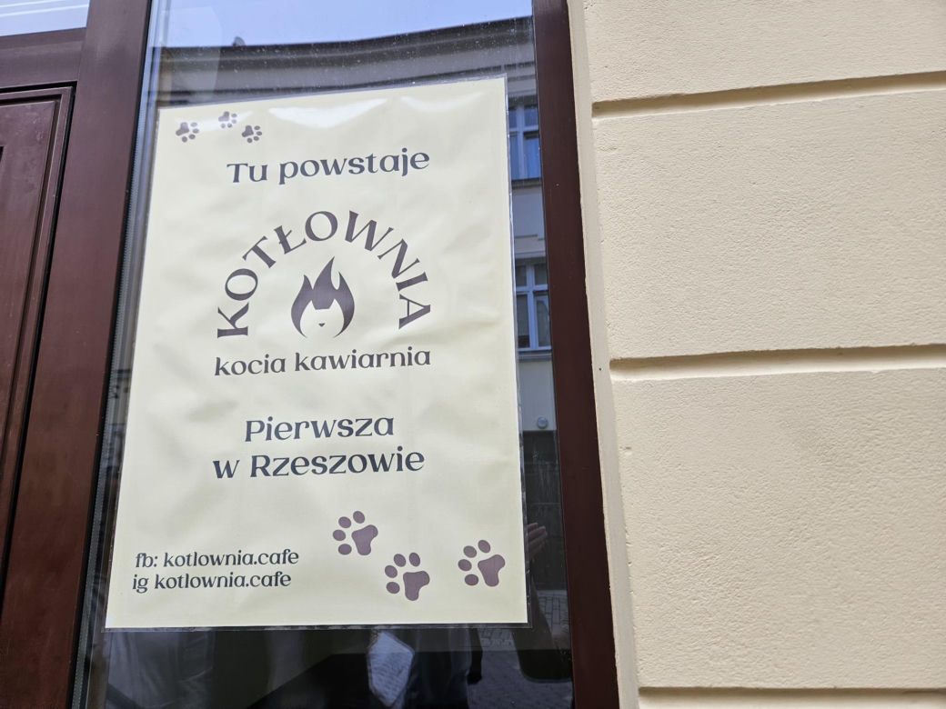 Pierwsza w Rzeszowie kocia kawiarnia już działa! Poznajcie kociaki z Kotłowni