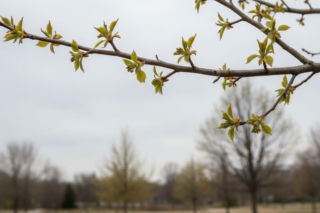 Pogoda na weekend w Gdańsku 17-19 kwietnia. Słoneczny piątek i pochmurny koniec tygodnia