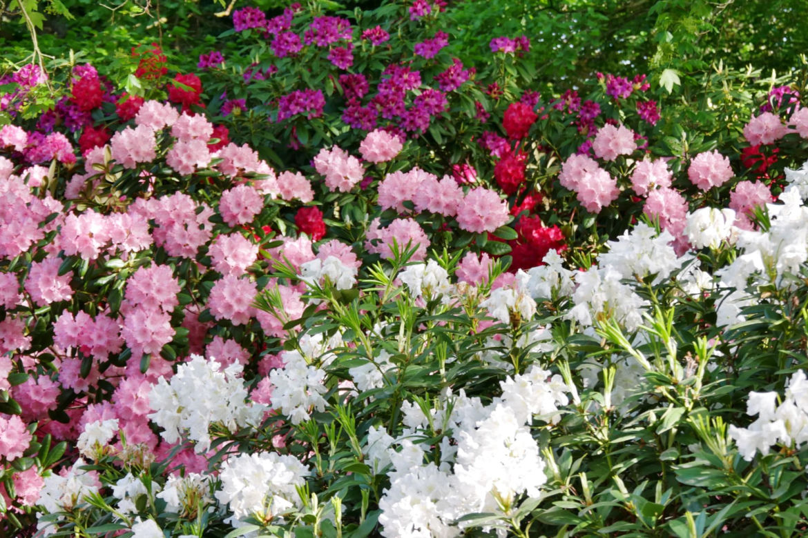 Rododendrony
