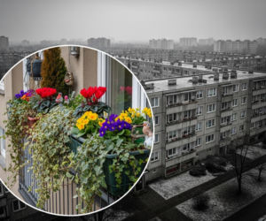 Kwiaty, które dobrze sobie poradzą na balkonie w lutym i marcu