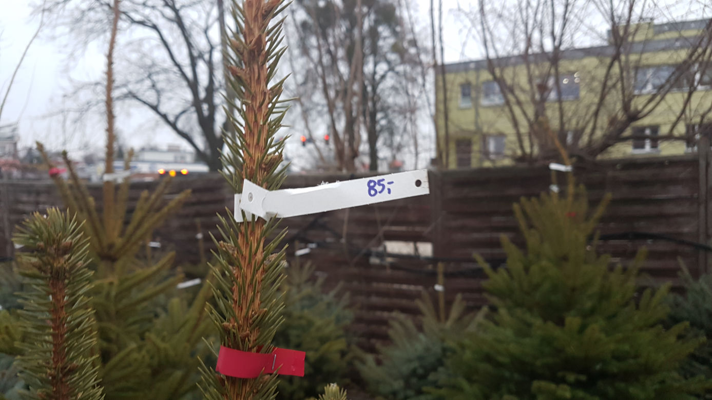 Gdzie kupić choinkę w Toruniu?
