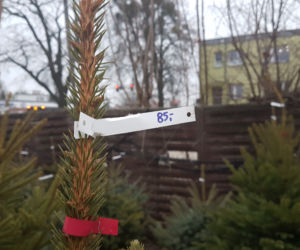 Gdzie kupić choinkę w Toruniu?