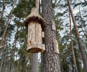 Nowe domki dla pszczół. W Leśnictwie Mendryny zawisły dwie barcie [ZDJĘCIA]