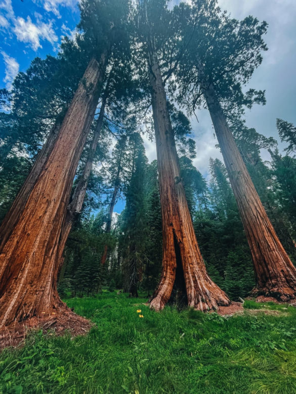 Park Narodowy Red Wood USA
