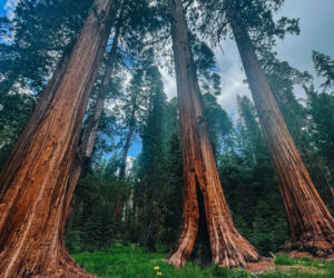 Największe drzewo na świecie