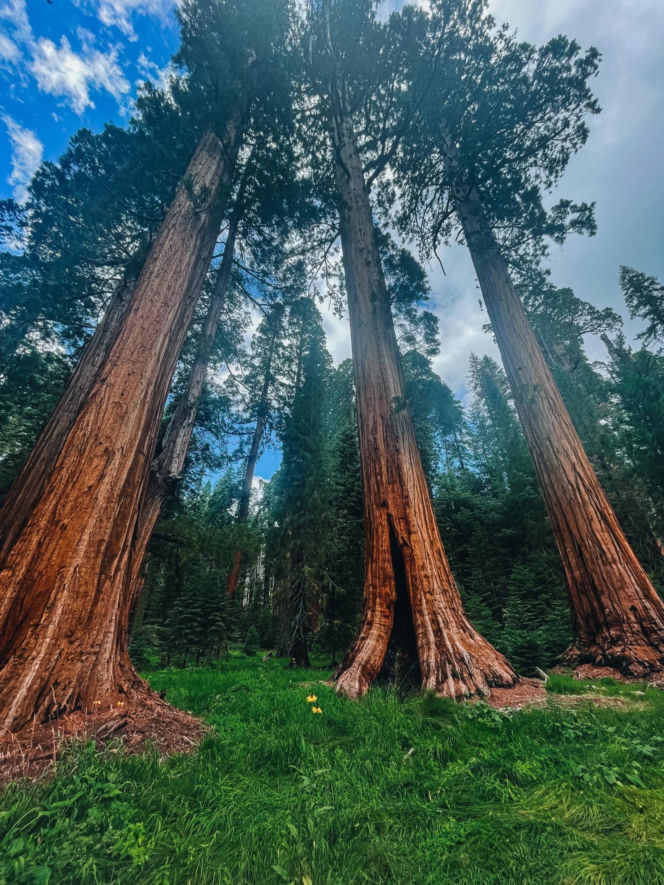 Park Narodowy Red Wood USA