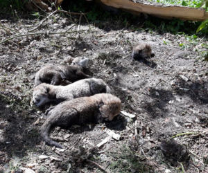 Gepardziątka z warszawskiego ZOO przyszły na świat w niezwykłych okolicznościach! Są PRZESŁODKIE! [GALERIA]