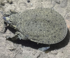 Niezwykłe odkrycie w Polsce. Naukowcy odnaleźli skamieniałości sprzed 12 milionów lat