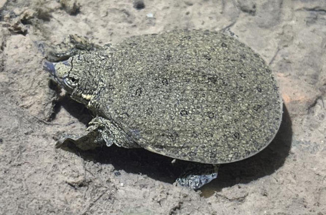 Niezwykłe odkrycie w Polsce. Naukowcy odnaleźli skamieniałości sprzed 12 milionów lat