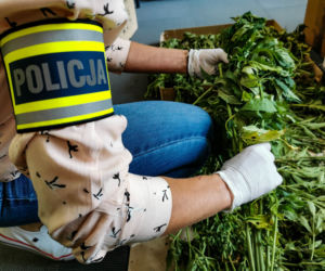 Plantacja trawki na uboczu Podlaskiego Muzeum Kultury Ludowej [ZDJĘCIA, WIDEO]