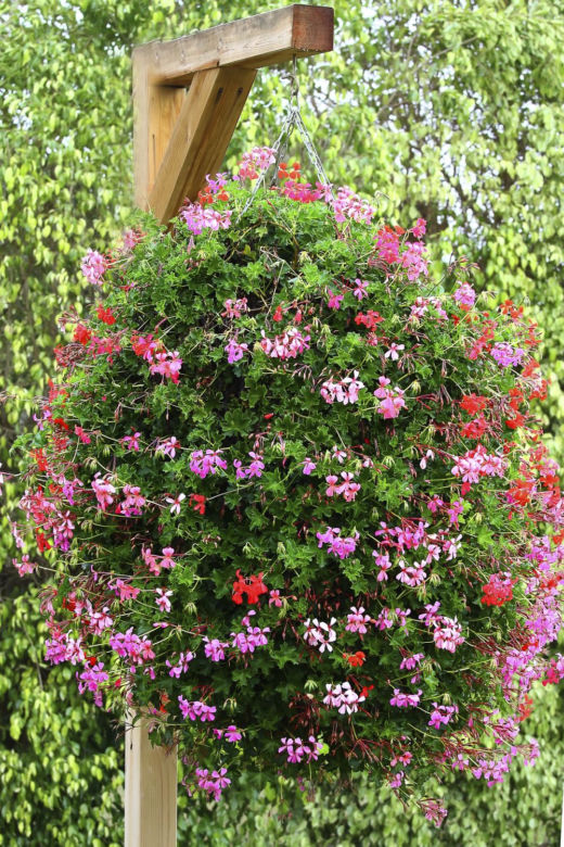 Pelargonia bluszczolistna