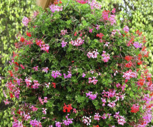 pelargonia