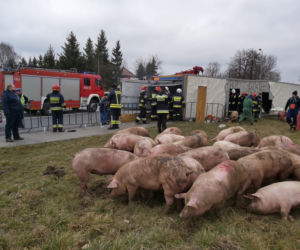 Wypadek ciężarówki przewożącej świnie w Wierzbicy koło Serocka