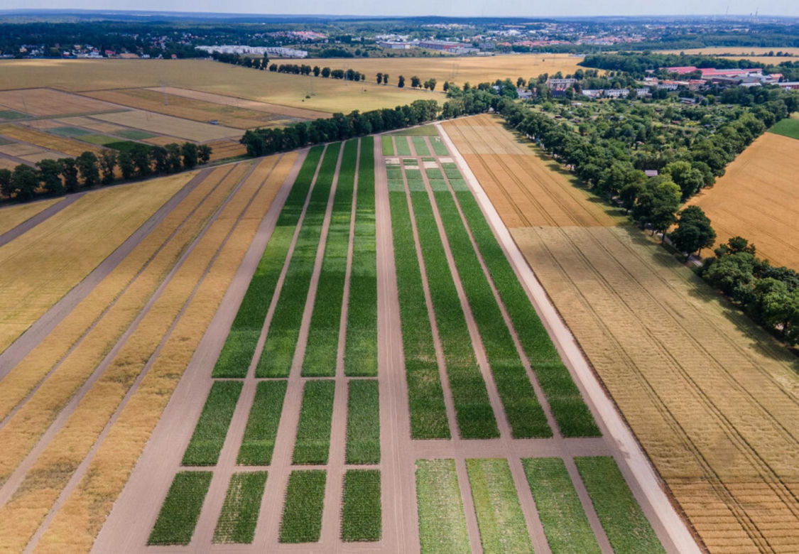 Złotniki