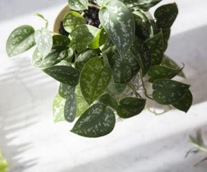 Scindapsus pstry