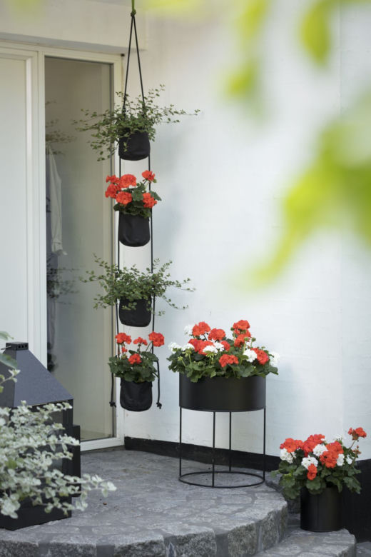Pelargonie w nowoczesnych donicach