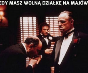 majówka 2021 - memy