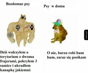 Dzień Psa 2026. Te memy pisało samo życie!