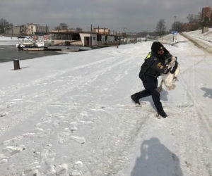 Tak Pan Zbyszek ze straży miejskiej ratował łabędzia ze złamaną nogą! [ZDJĘCIA]