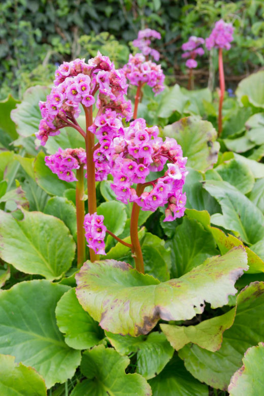 Bergenia