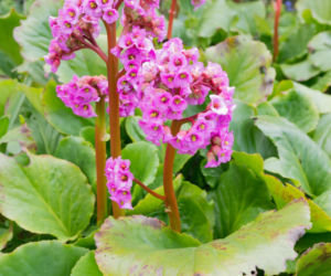 Bergenia