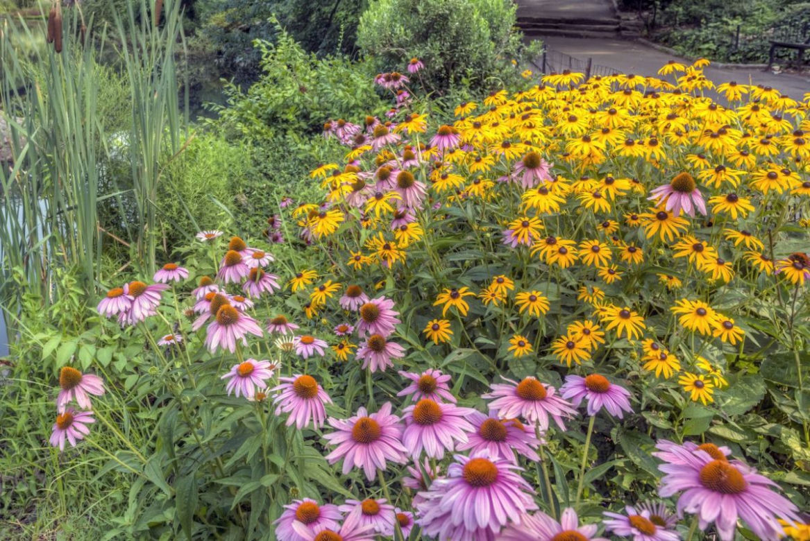 Rudbekie i jeżówki