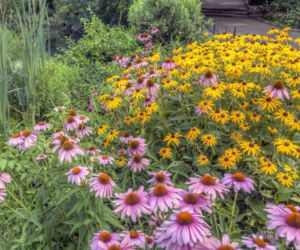 Rudbekie i jeżówki