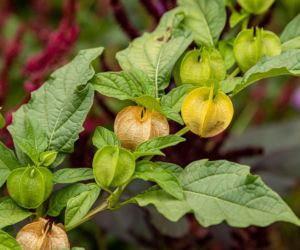 Nikandra peruwiańska